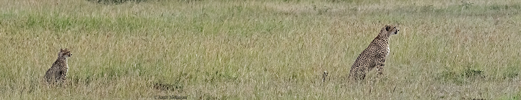 Sony 70-400mm F4-5.6 G SSM II sample photo. The evolution of a hunter photography