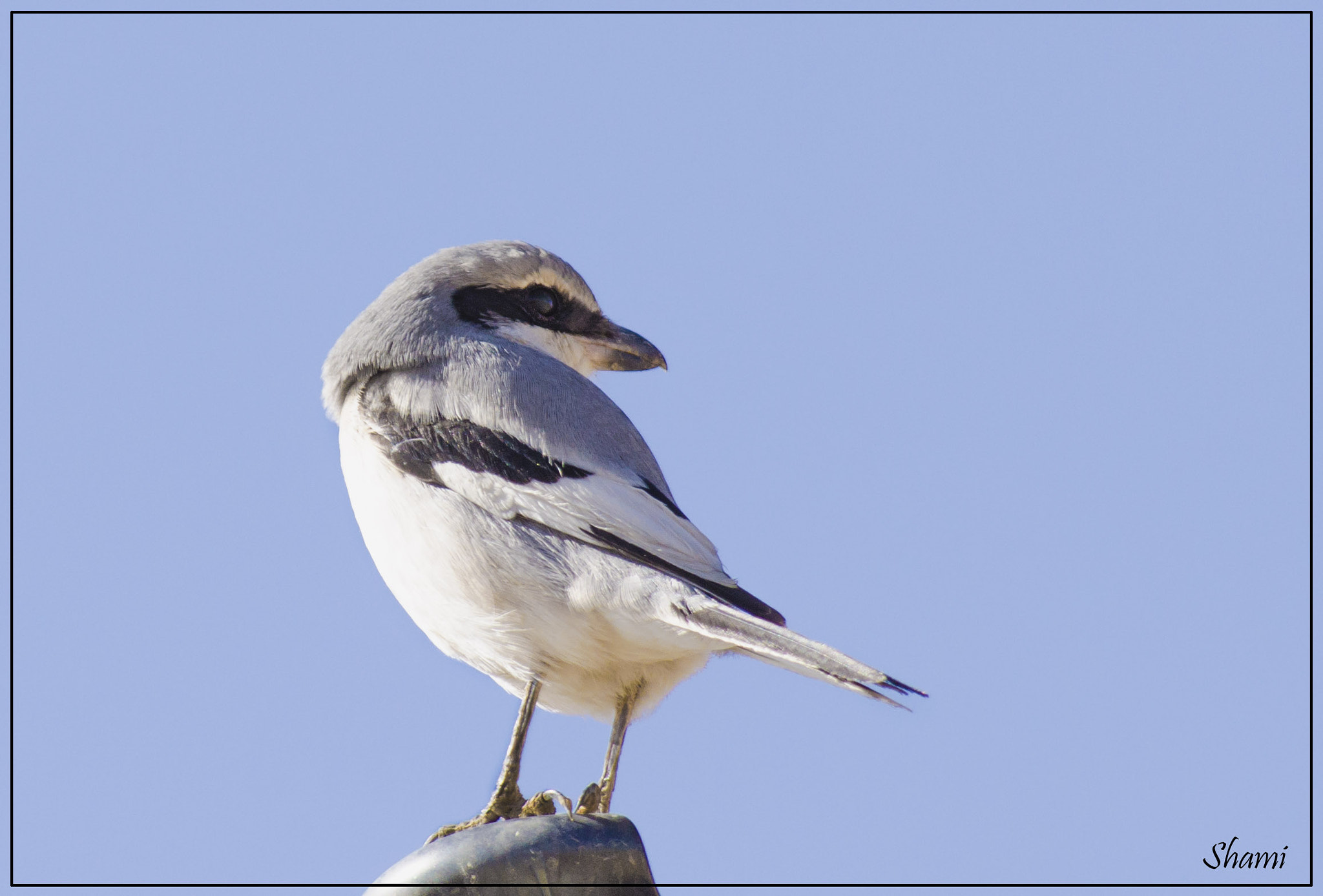 Nikon AF-S Nikkor 300mm F2.8G ED VR II sample photo. Great grey shrike photography