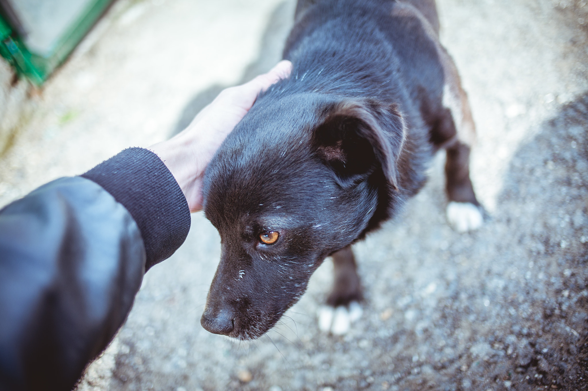 Canon EOS 5D + Canon EF 35mm F2 sample photo. Hello dog photography