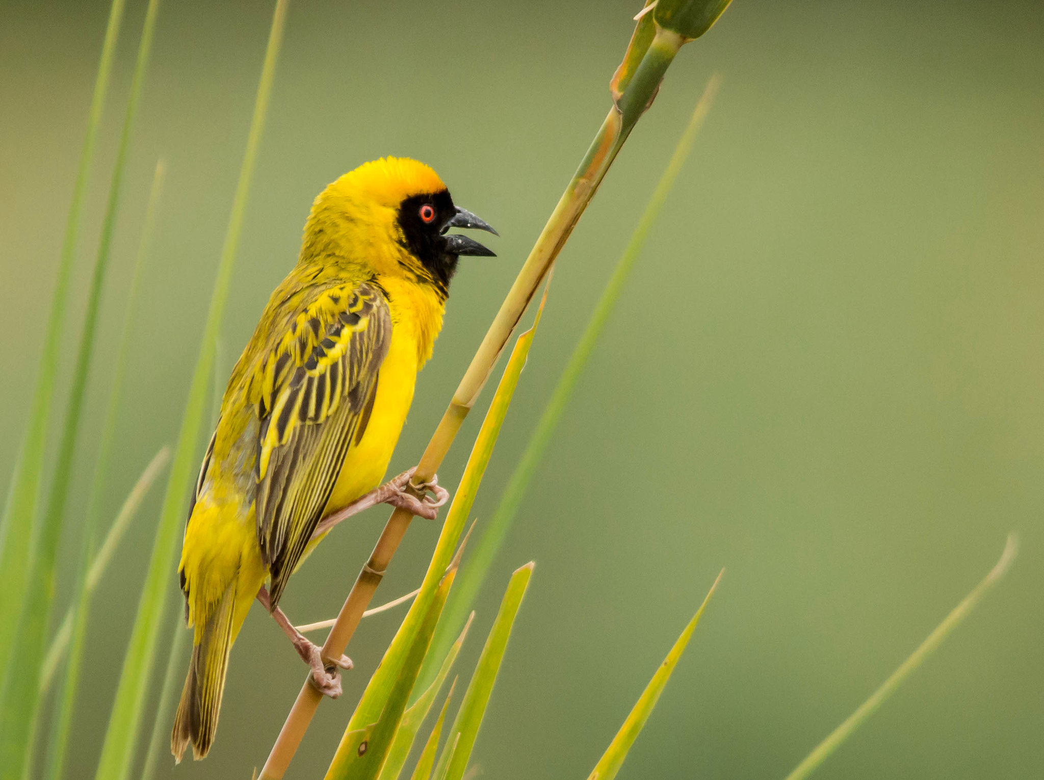 Sigma 150-500mm F5-6.3 DG OS HSM sample photo. Lesser masked weaver photography