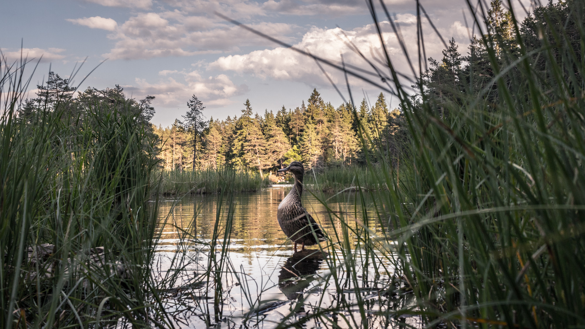 Canon EF-S 24mm F2.8 STM sample photo. Mama duck watching photography