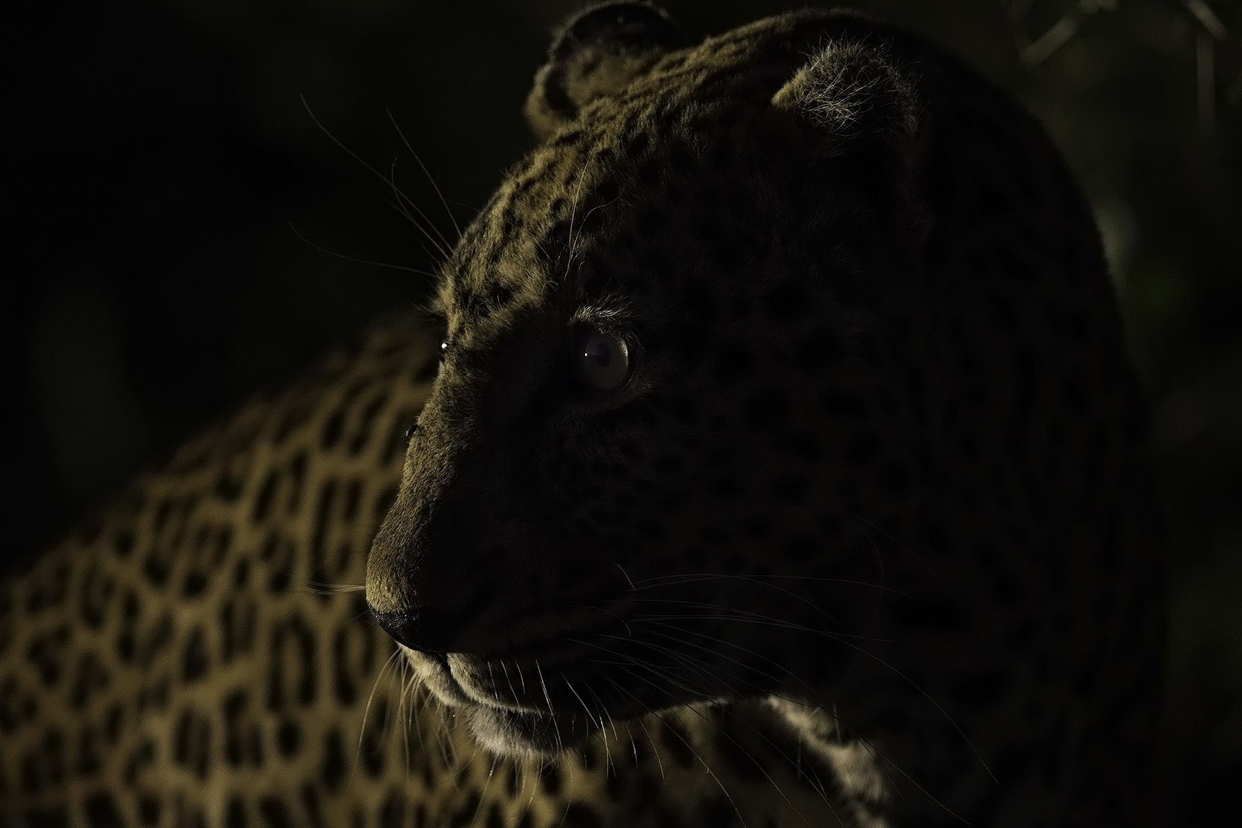 Canon EF 600mm F4L IS II USM sample photo. In the dark photography