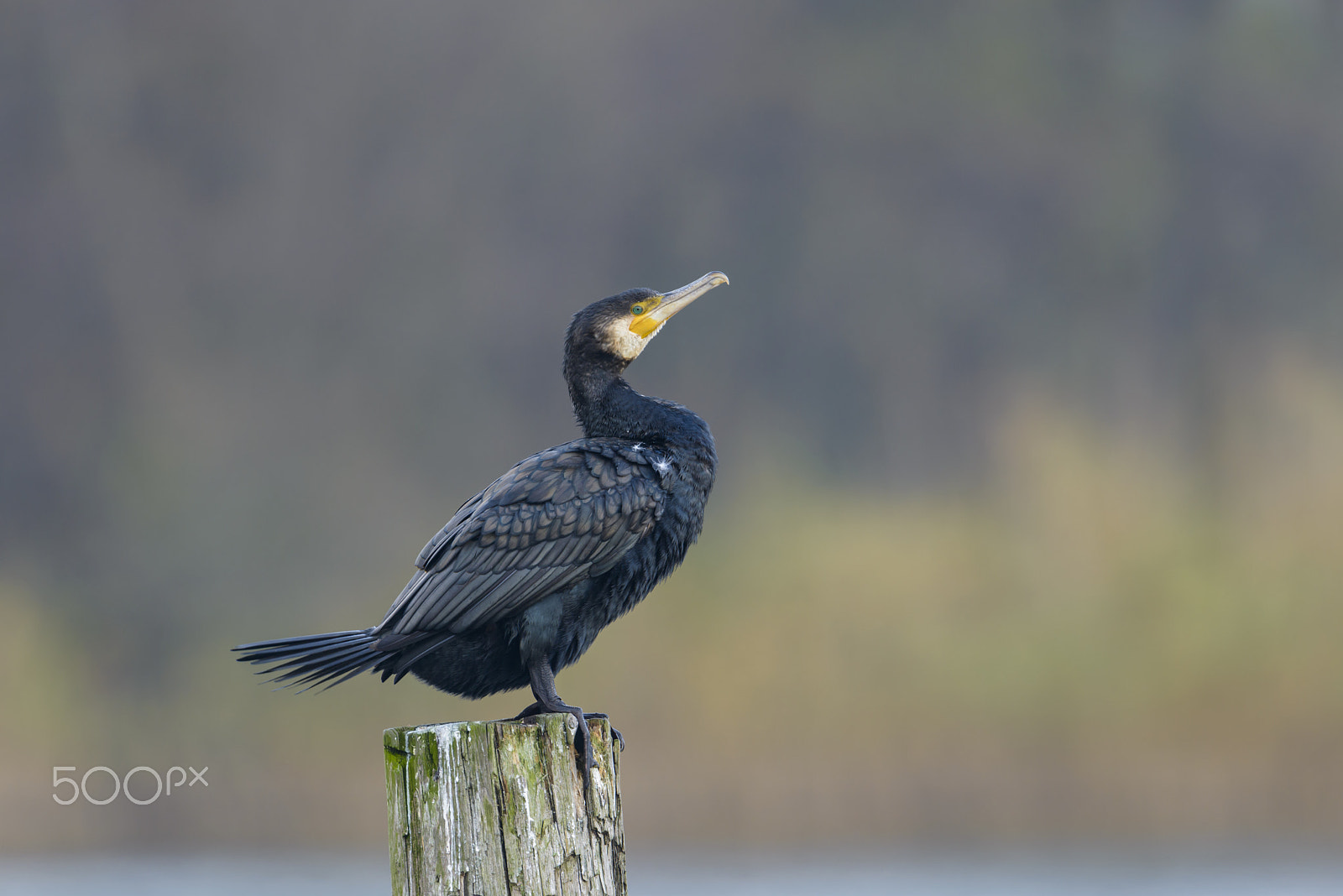 Nikon D800E + Nikon AF-S Nikkor 500mm F4G ED VR sample photo. Kormoran, phalacrocorax carbo, great black cormorant photography