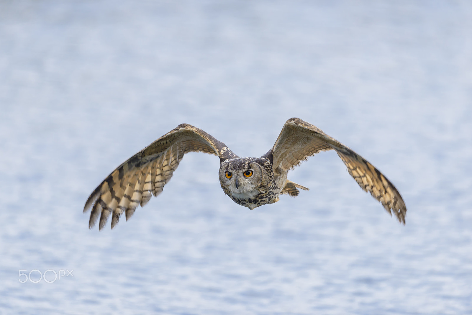 Nikon D800E sample photo. Uhu, bubo bubo, european eagle owl photography