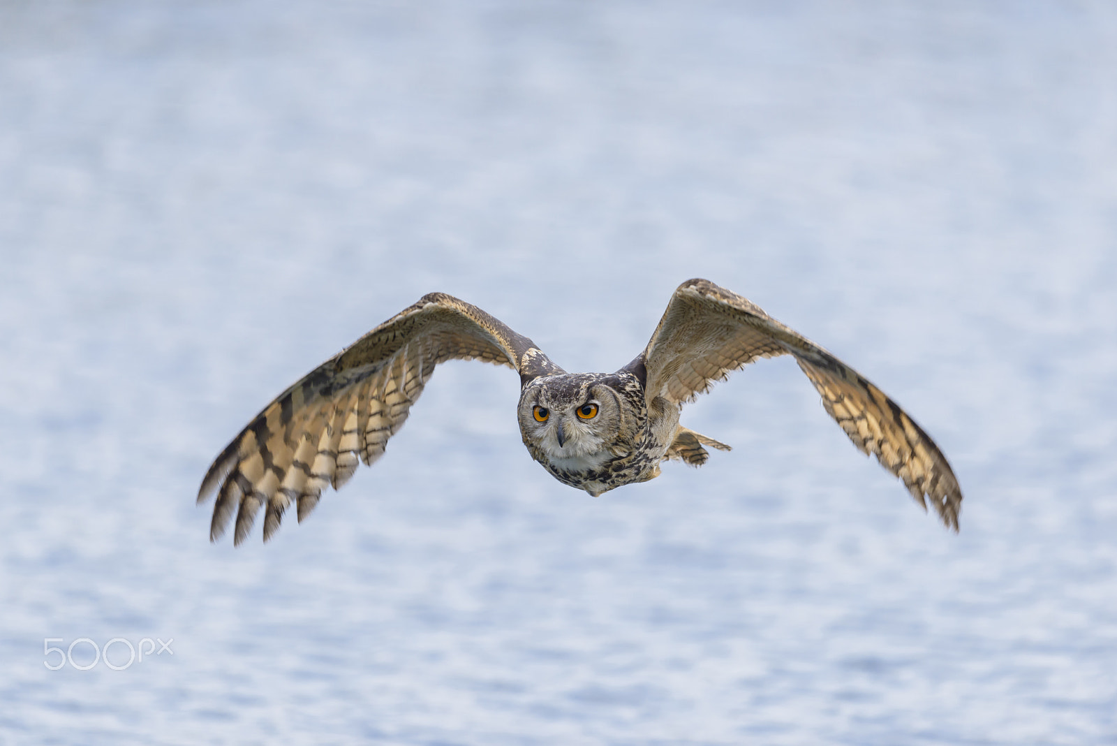 Nikon D800E + Nikon AF-S Nikkor 500mm F4G ED VR sample photo. Uhu, bubo bubo, european eagle owl photography