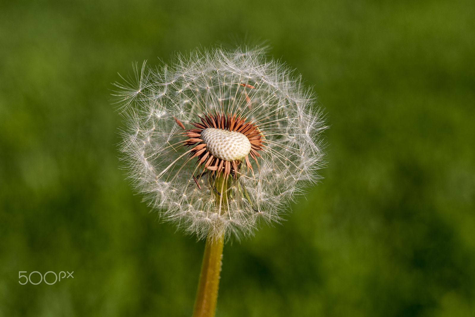 Nikon D800E sample photo. Karahindiba (taraxacum officinale) photography