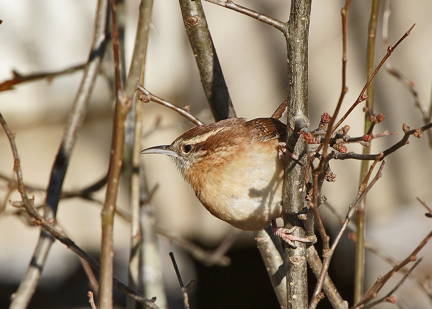 140-400mm F5.6 G SSM OSS II sample photo. House wren photography