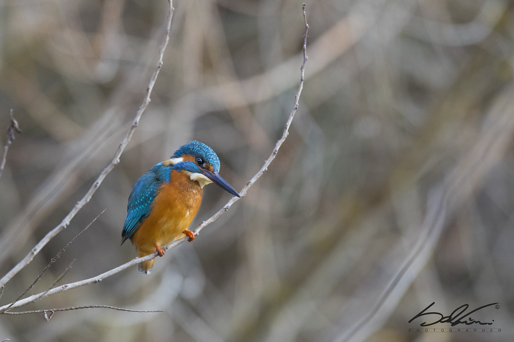 Canon EF 70-200mm F2.8L IS II USM sample photo. Il martin photography