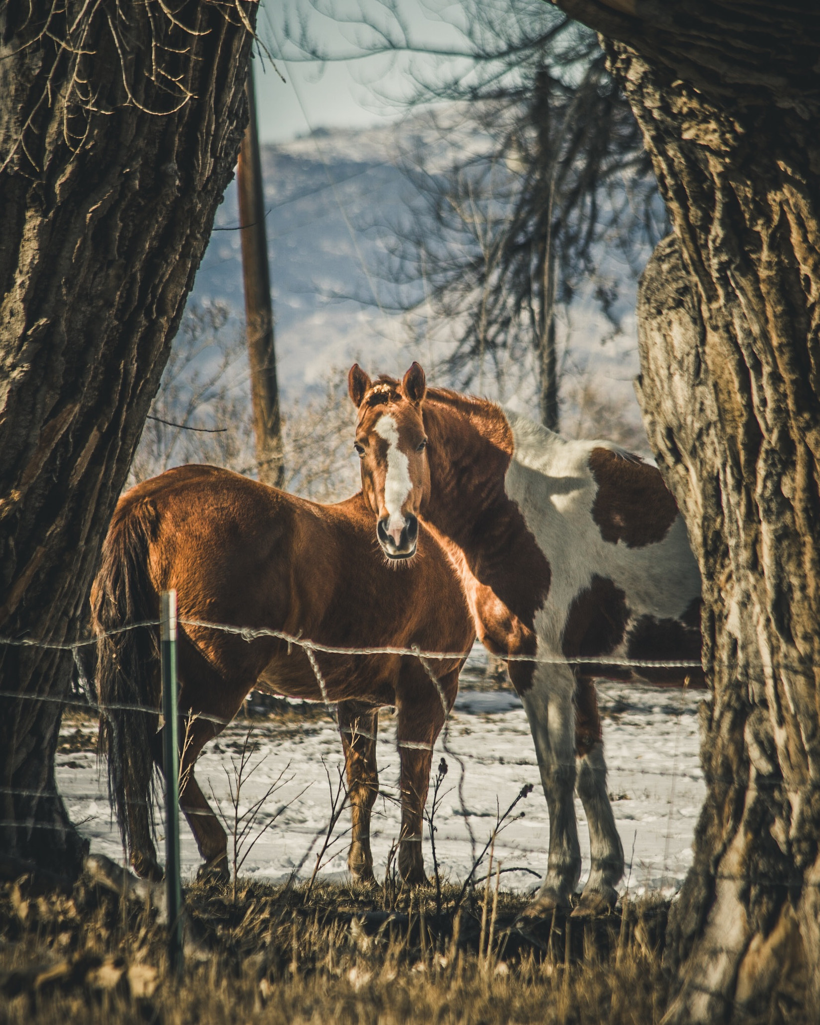 HD Pentax DA 55-300mm F4.0-5.8 ED WR sample photo. Butch and sundance photography