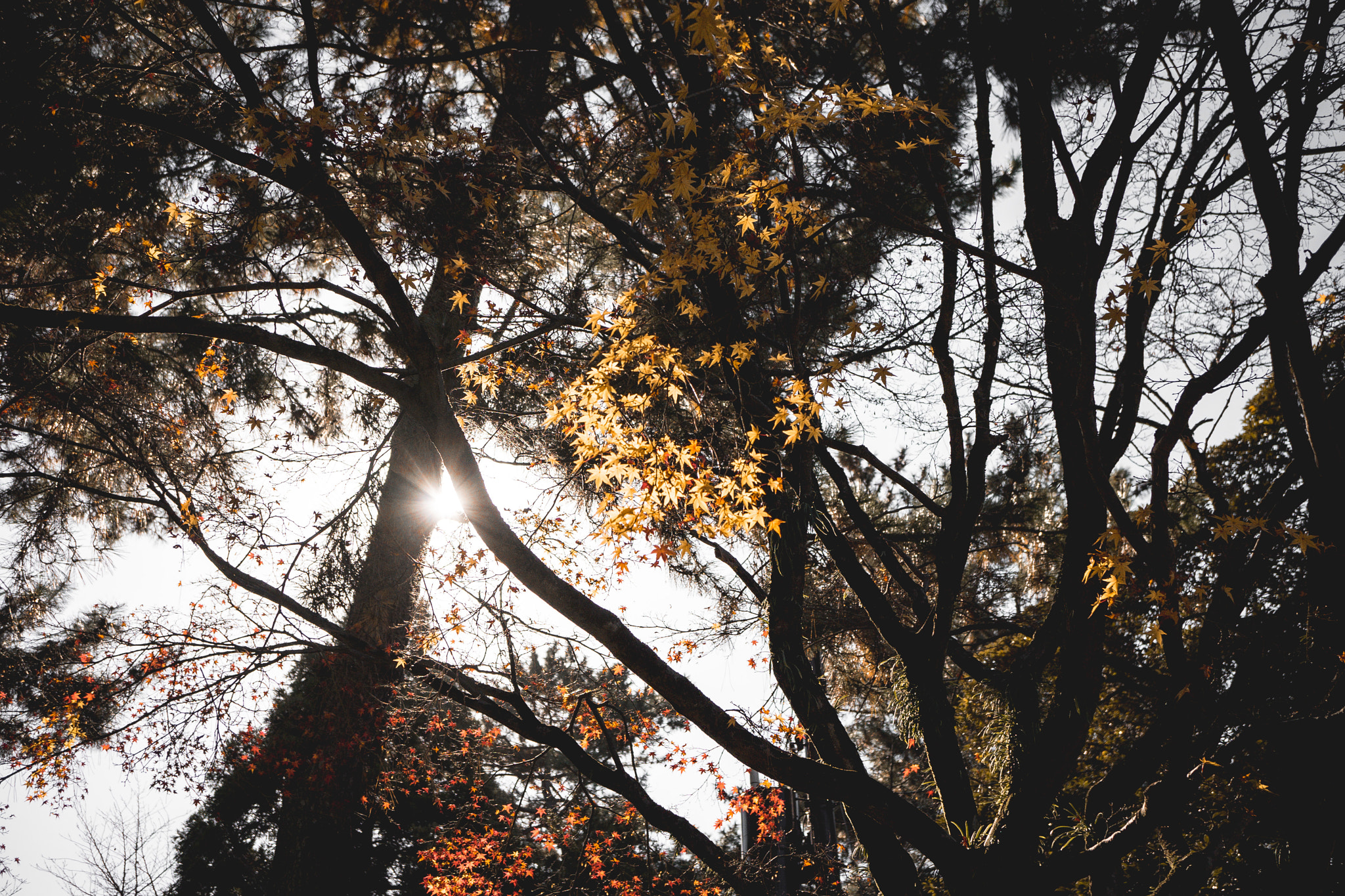 Sony a7 II + Sony E 30mm F3.5 Macro sample photo. The colours of fall. photography