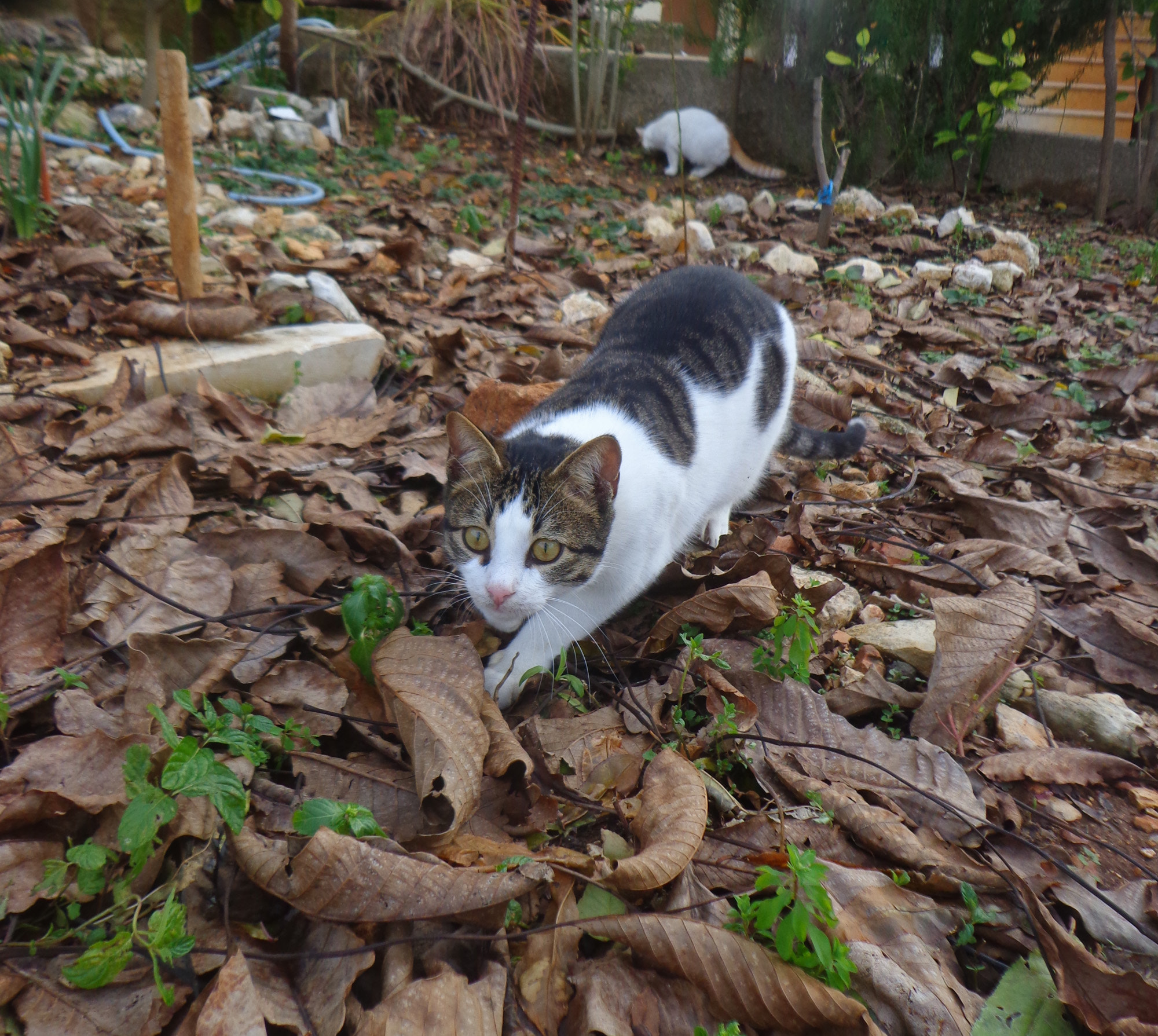 Sony DSC-W630 sample photo. Ready to attack photography