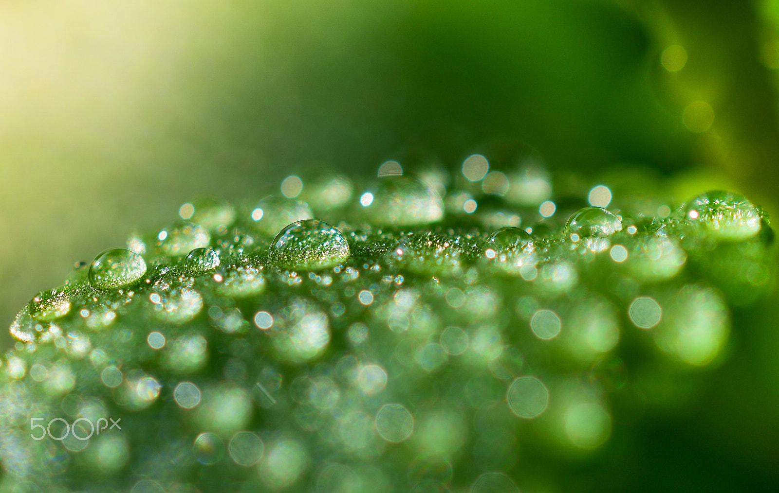 Nikon AF-S DX Micro Nikkor 40mm F2.8 sample photo. Water drops. photography