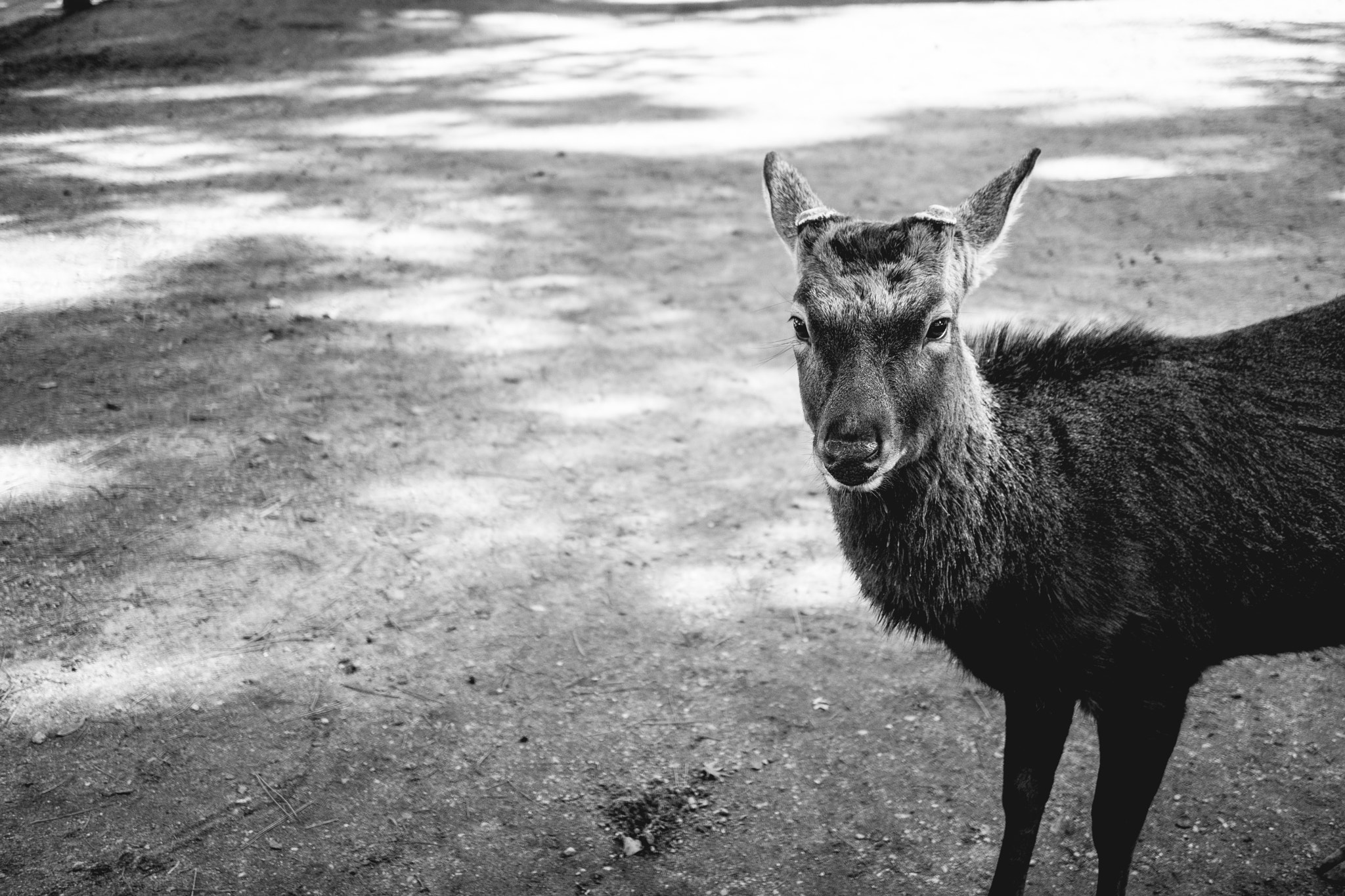 Sony a7 II + Sony E 30mm F3.5 Macro sample photo. Hello my deer. photography