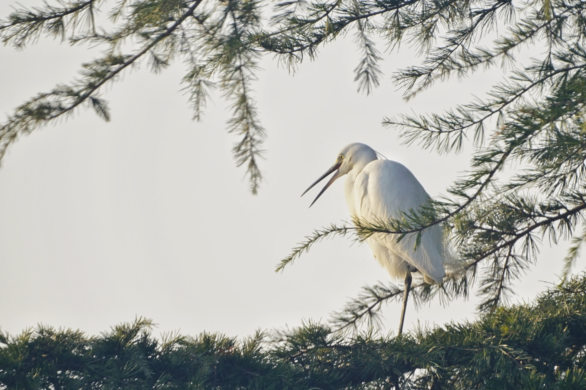 Sony a7R II + Sony 500mm F8 Reflex sample photo