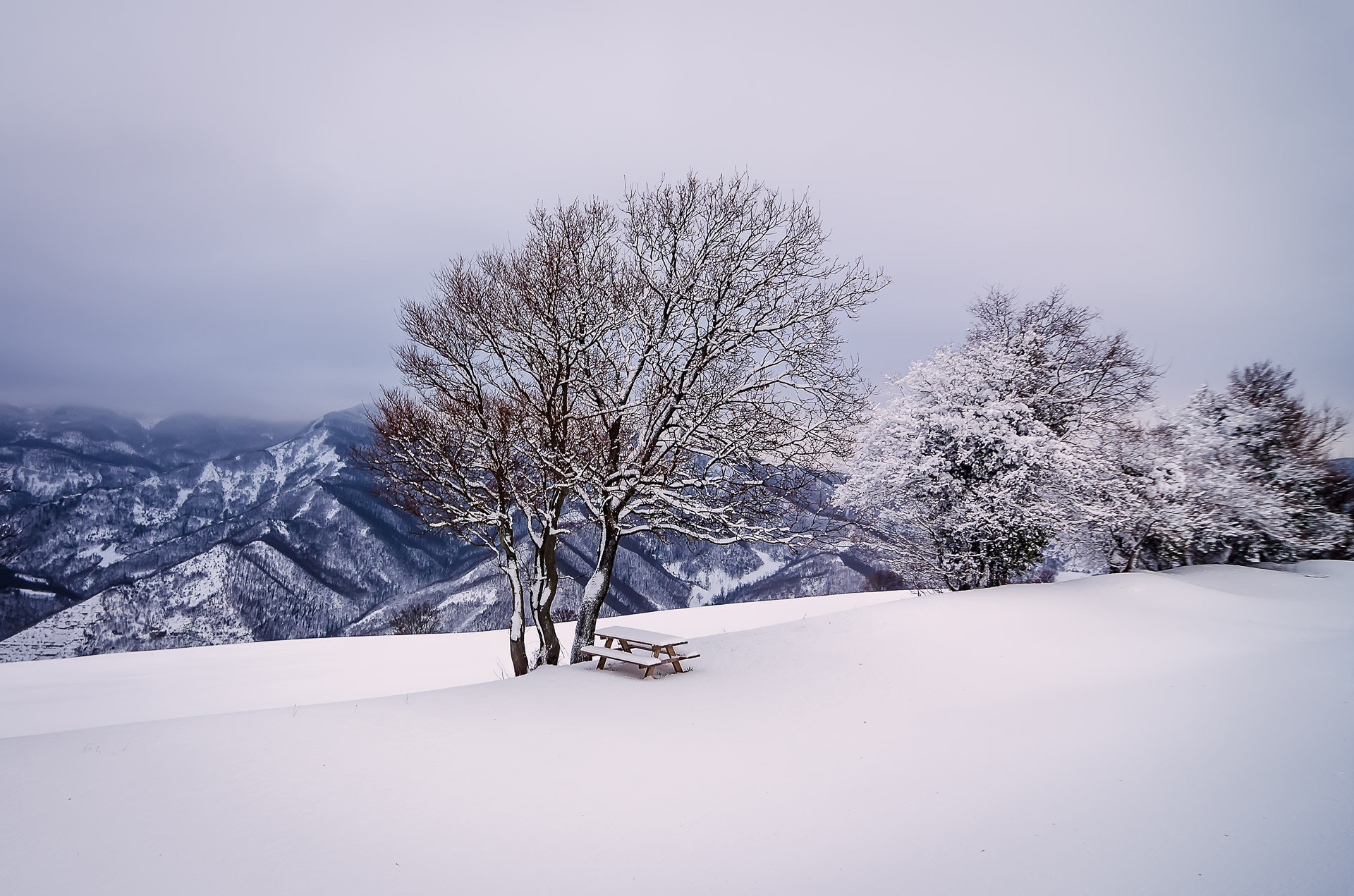 Nikon D7000 sample photo. Snow and trees photography