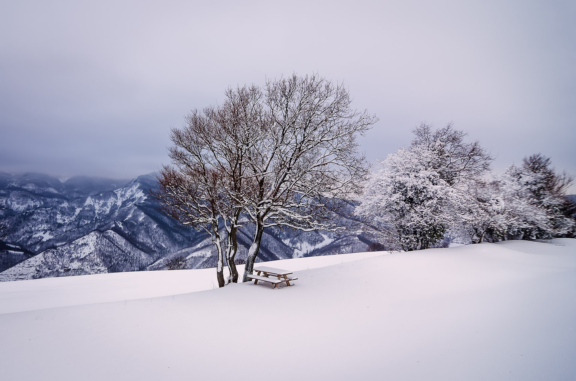 Tokina AT-X Pro 12-24mm F4 (IF) DX sample photo. Snow and trees photography