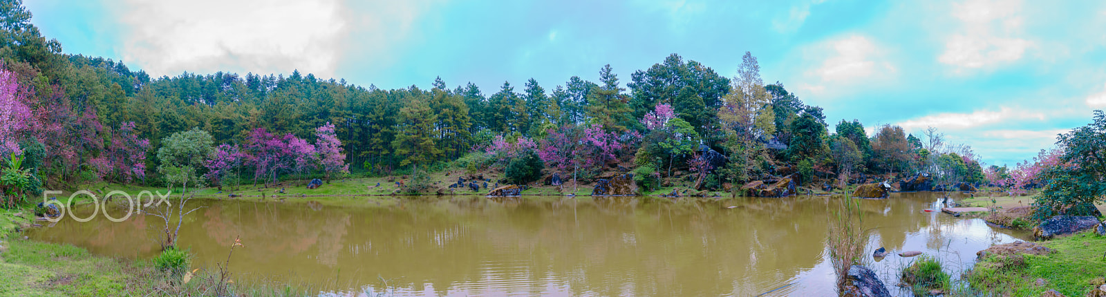 Sony a6000 sample photo. Panorama view of wild himalayan cherry (sakura of thailand) at c photography