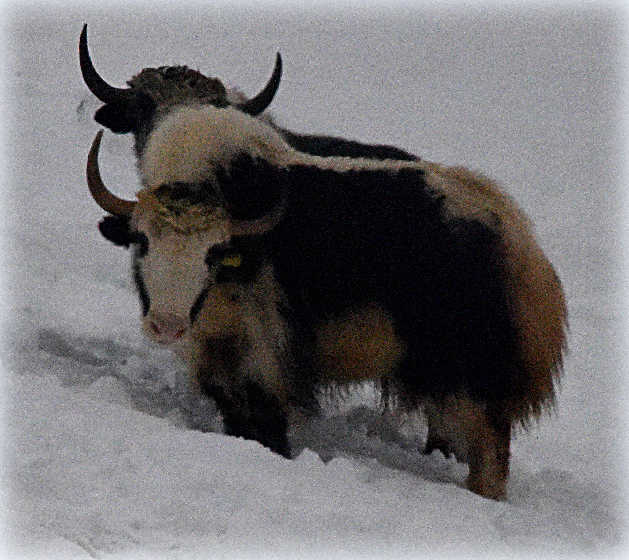 Nikon D810 sample photo. "yak duo" photography
