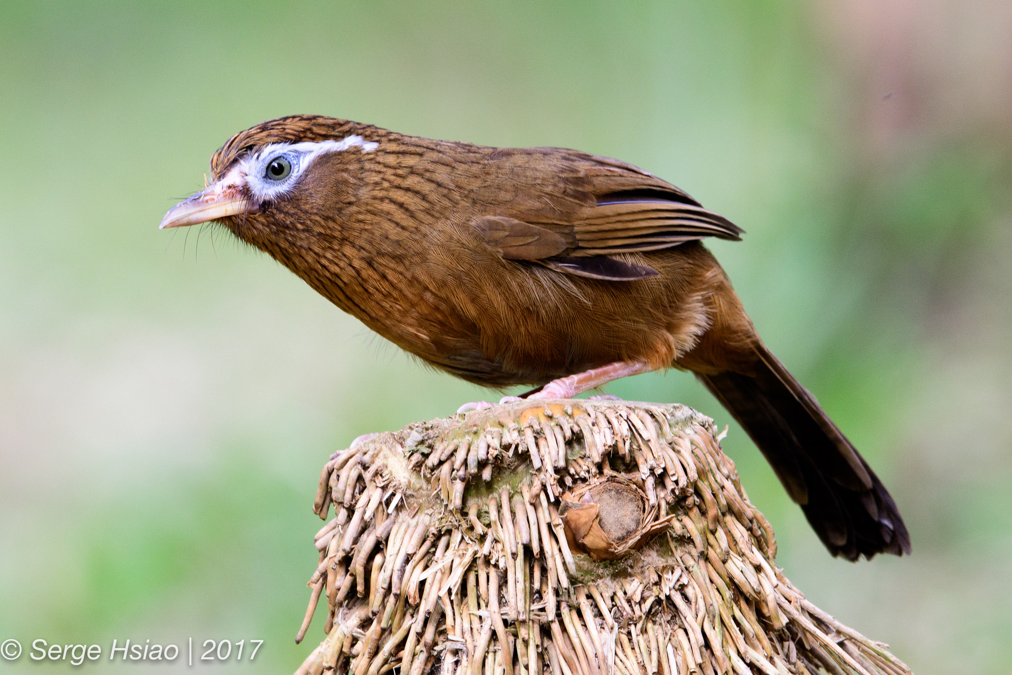 Nikon D500 + Nikon AF-S Nikkor 600mm F4E FL ED VR sample photo. 大陸畫眉 / hwa-mei photography