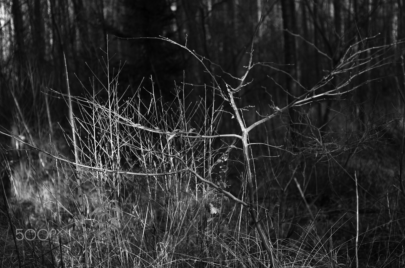 Nikon D7000 + Sigma 50mm F2.8 EX DG Macro sample photo. Sunset in the wood photography