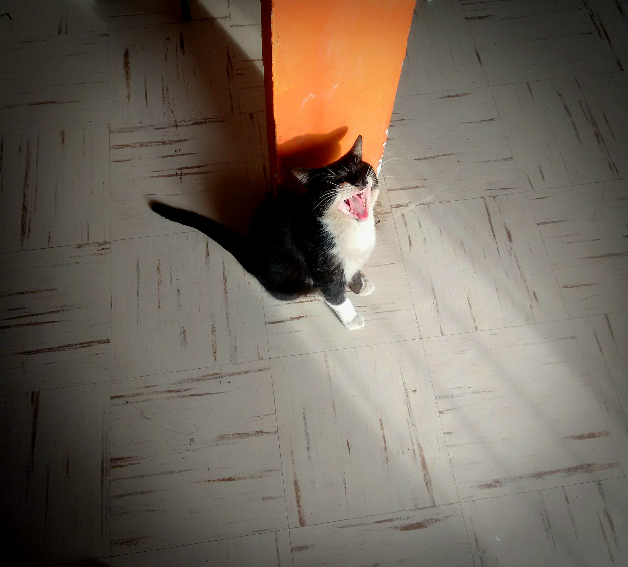 Motorola Moto G 2014 sample photo. Chito's cat photography