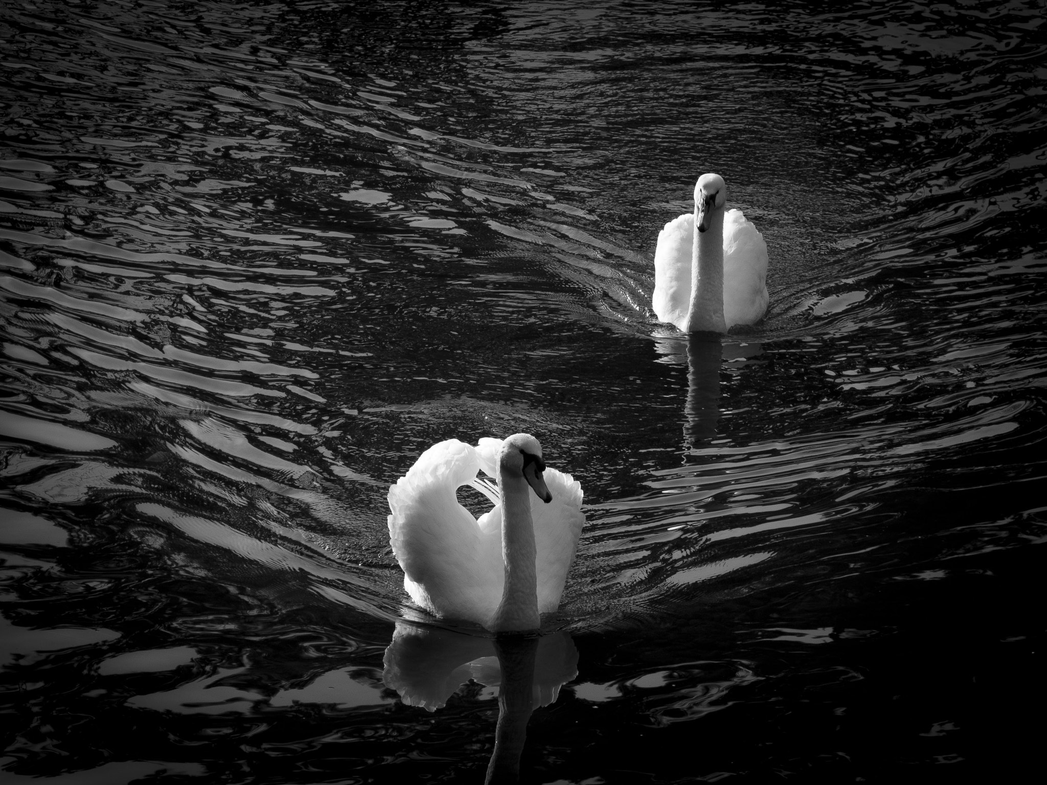 LUMIX G VARIO 45-150/F4.0-5.6 sample photo. Swans, river taff, cardiff photography