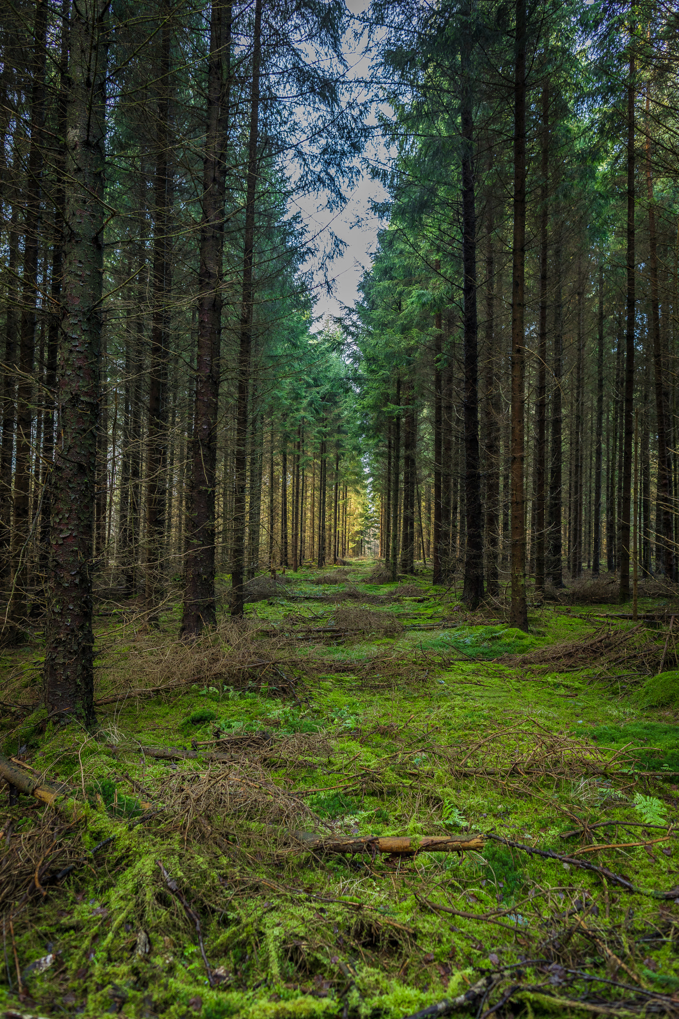 Canon EF 24mm F1.4L II USM sample photo. Green forrest photography