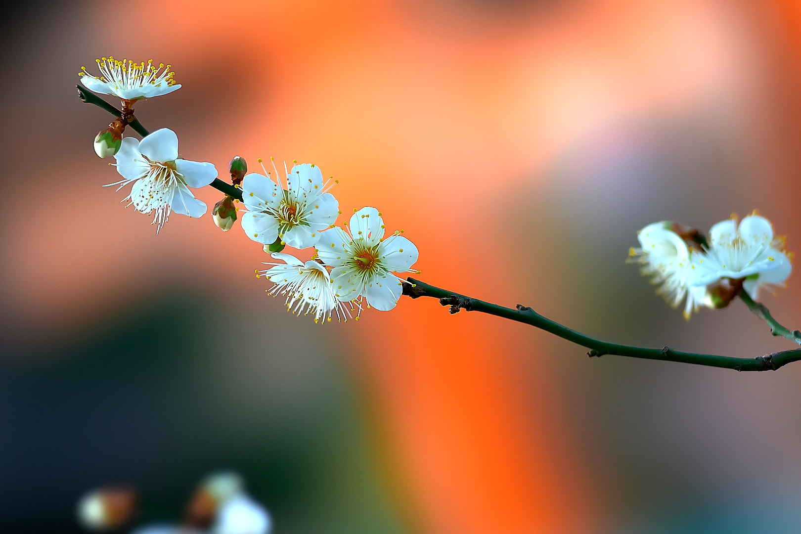 Sony a7 + 135mm F2.8[T4.5] STF sample photo. White plum 1 photography