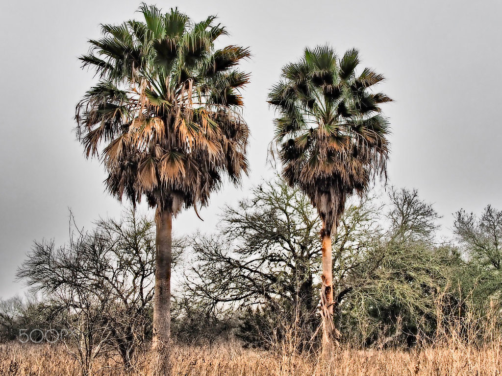 Olympus PEN E-PL7 + LUMIX G 25/F1.7 sample photo. Two palmettos photography