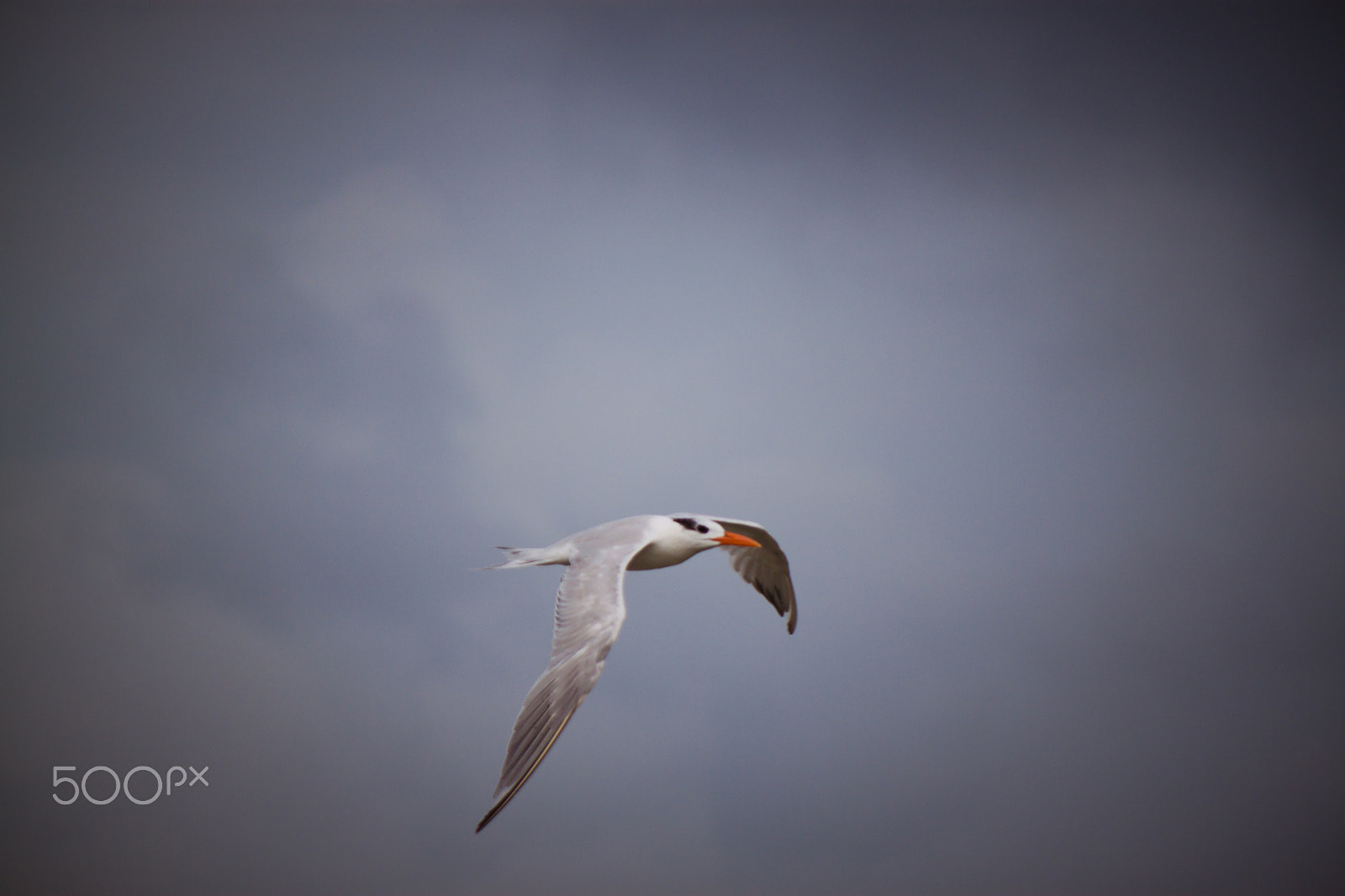 Canon EF-S 55-250mm F4-5.6 IS sample photo. Soaring photography