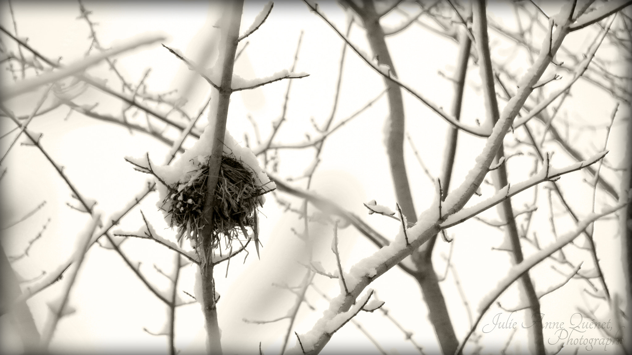 Sigma 18-250mm F3.5-6.3 DC OS HSM sample photo. Nid d'hiver photography