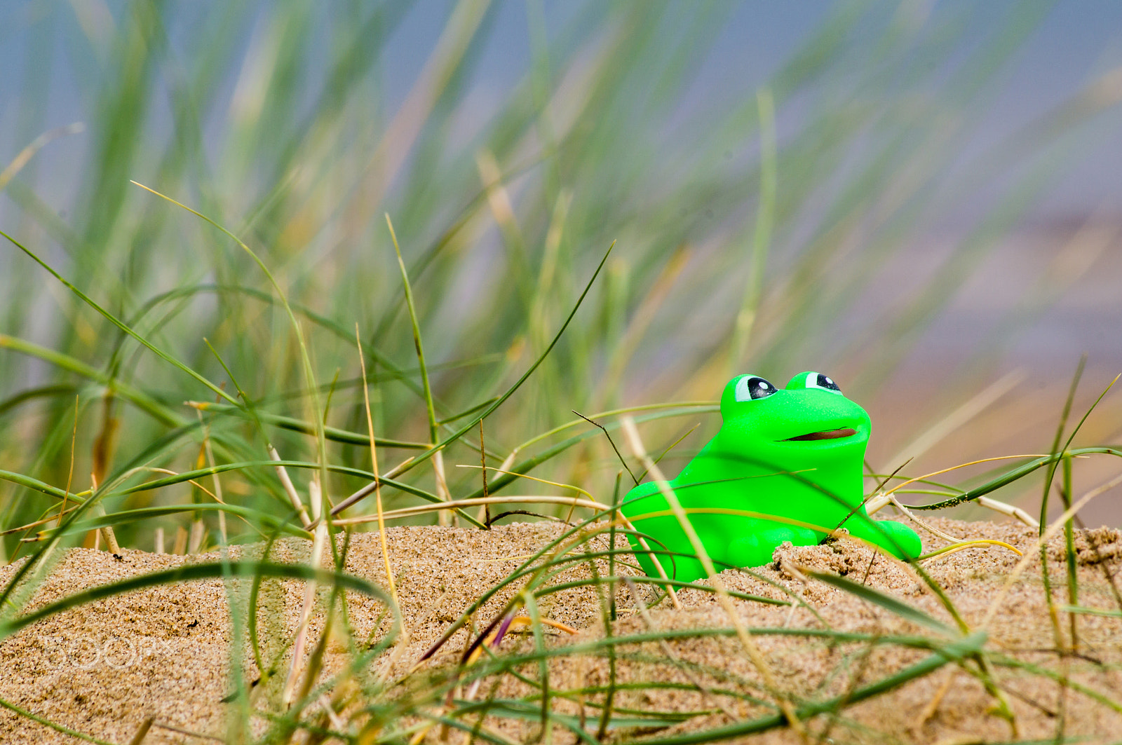 Sony 75-300mm F4.5-5.6 sample photo. Toy frog photography