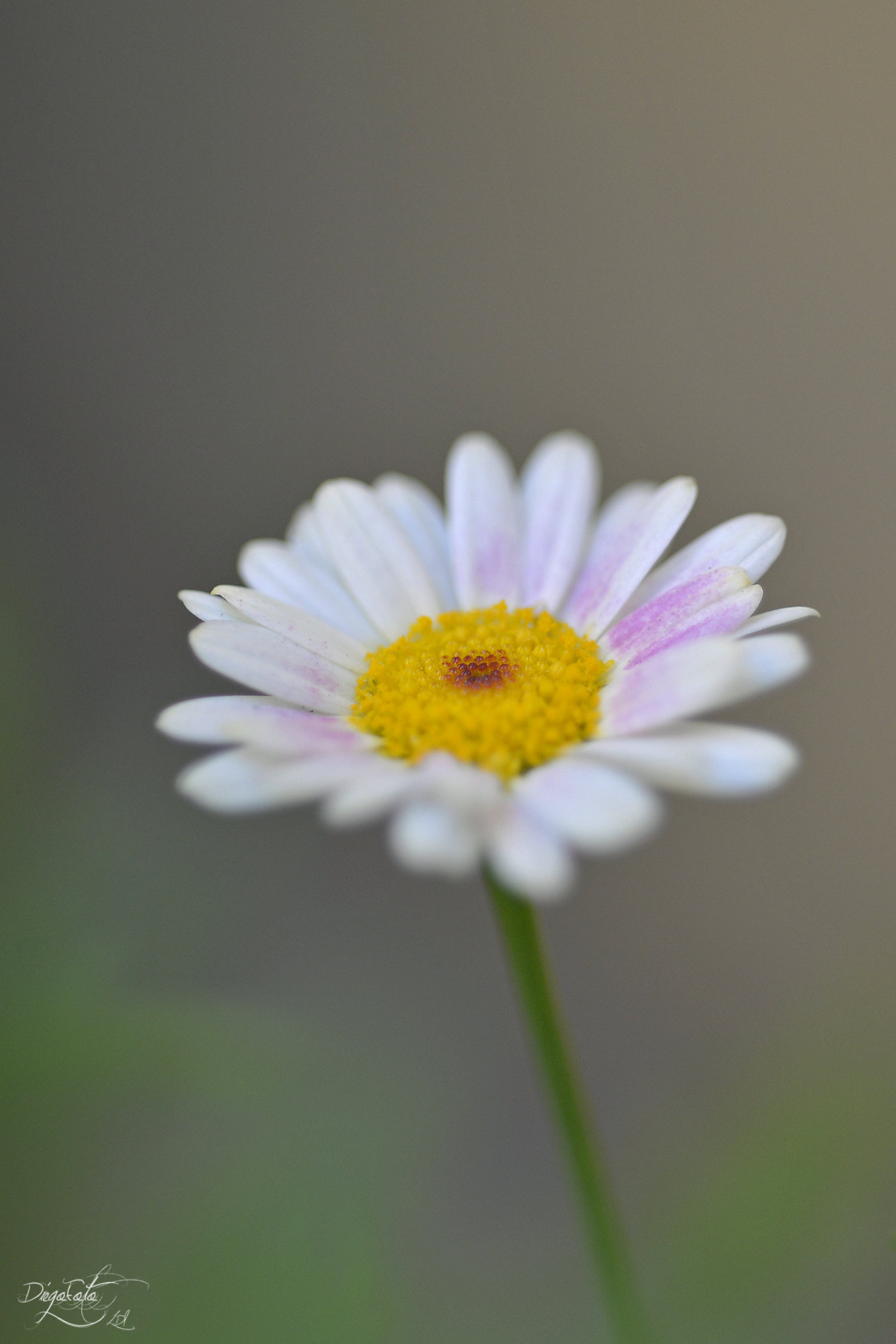 Nikon D610 sample photo. Flor de invierno inesperada photography