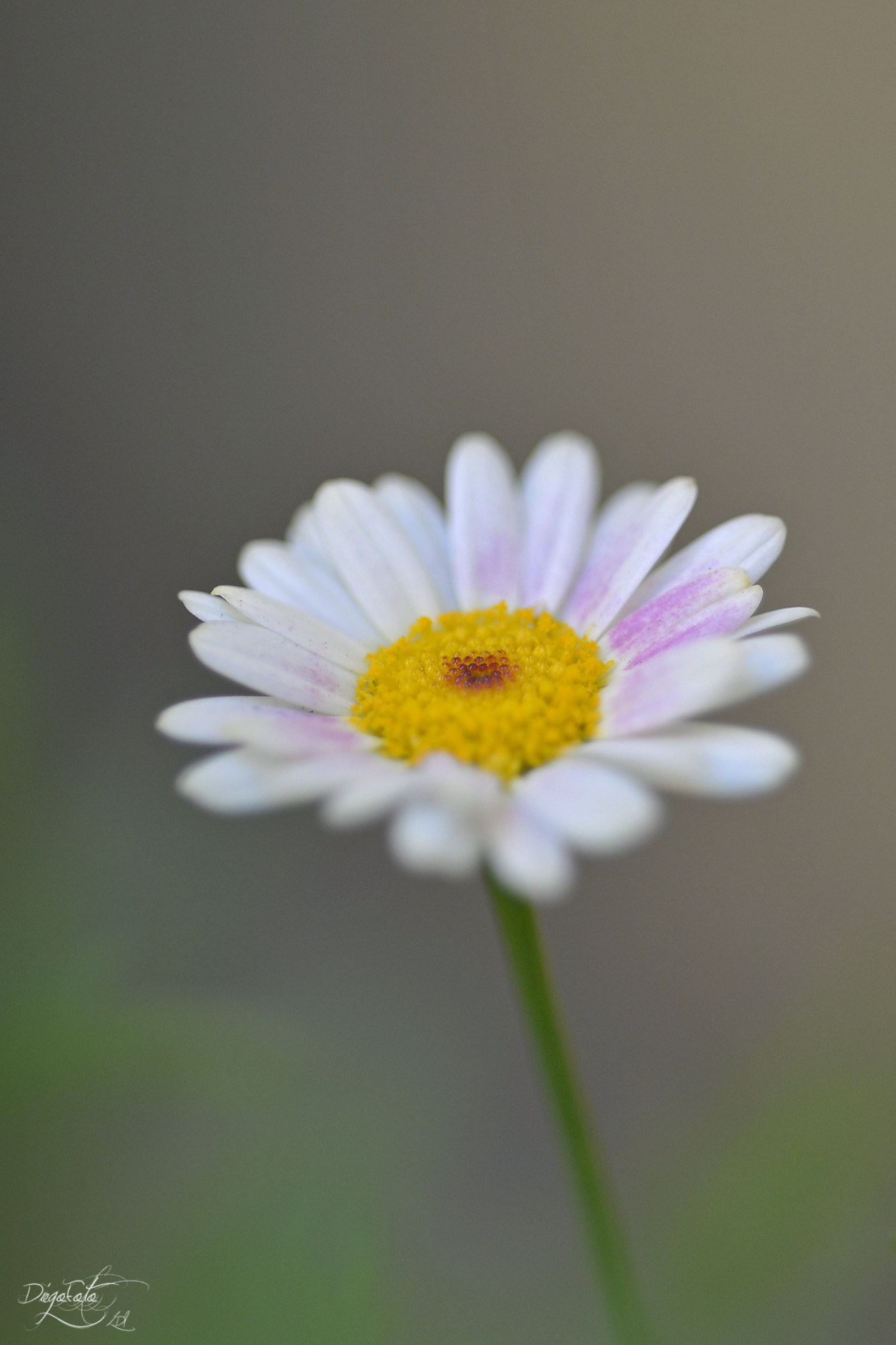Nikon AF Micro-Nikkor 60mm F2.8D sample photo. Flor de invierno inesperada photography