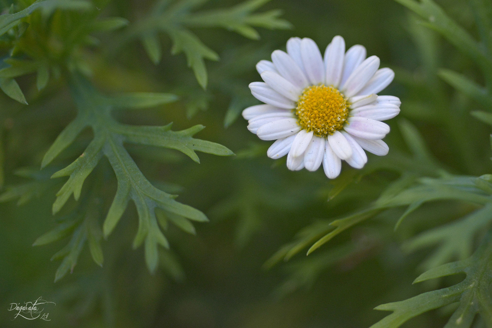 Nikon D610 sample photo. Flor de invierno inesperada photography