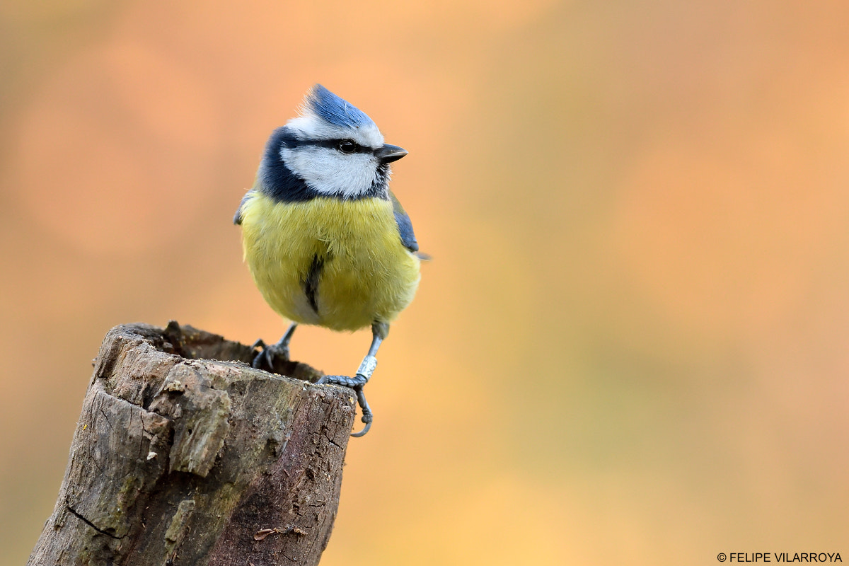 Nikon D7200 + Nikon AF-S Nikkor 300mm F4D ED-IF sample photo. El arlequín photography