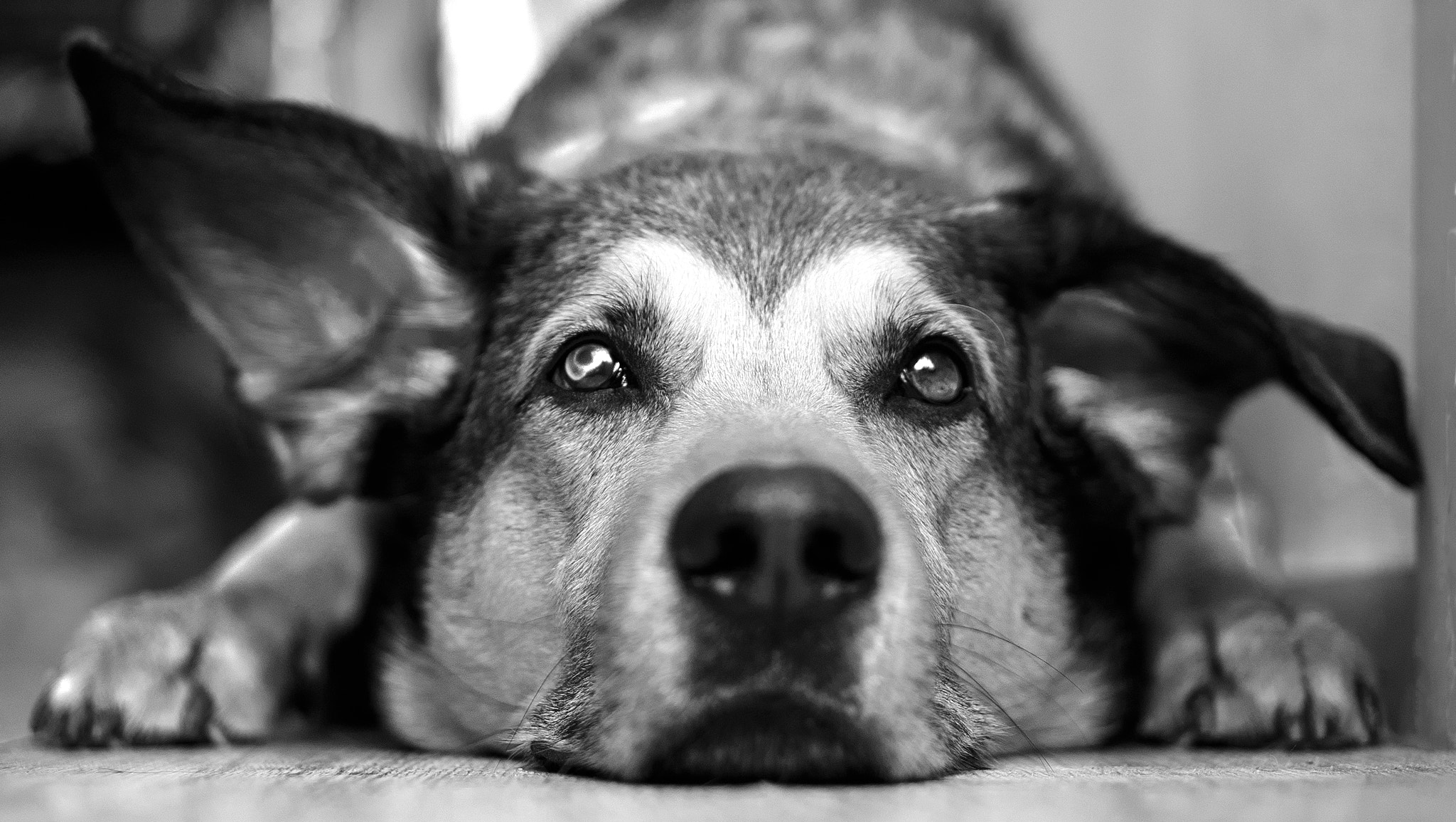 E 50mm F1.8 OSS sample photo. Lobo photography