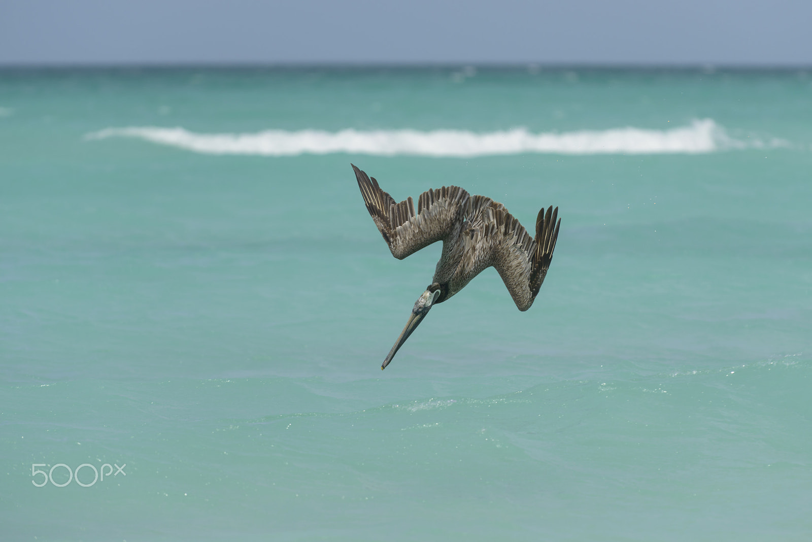 Nikon D800E sample photo. Junger braunpelikan, pelecanus occidentalis, young brown pelikan photography