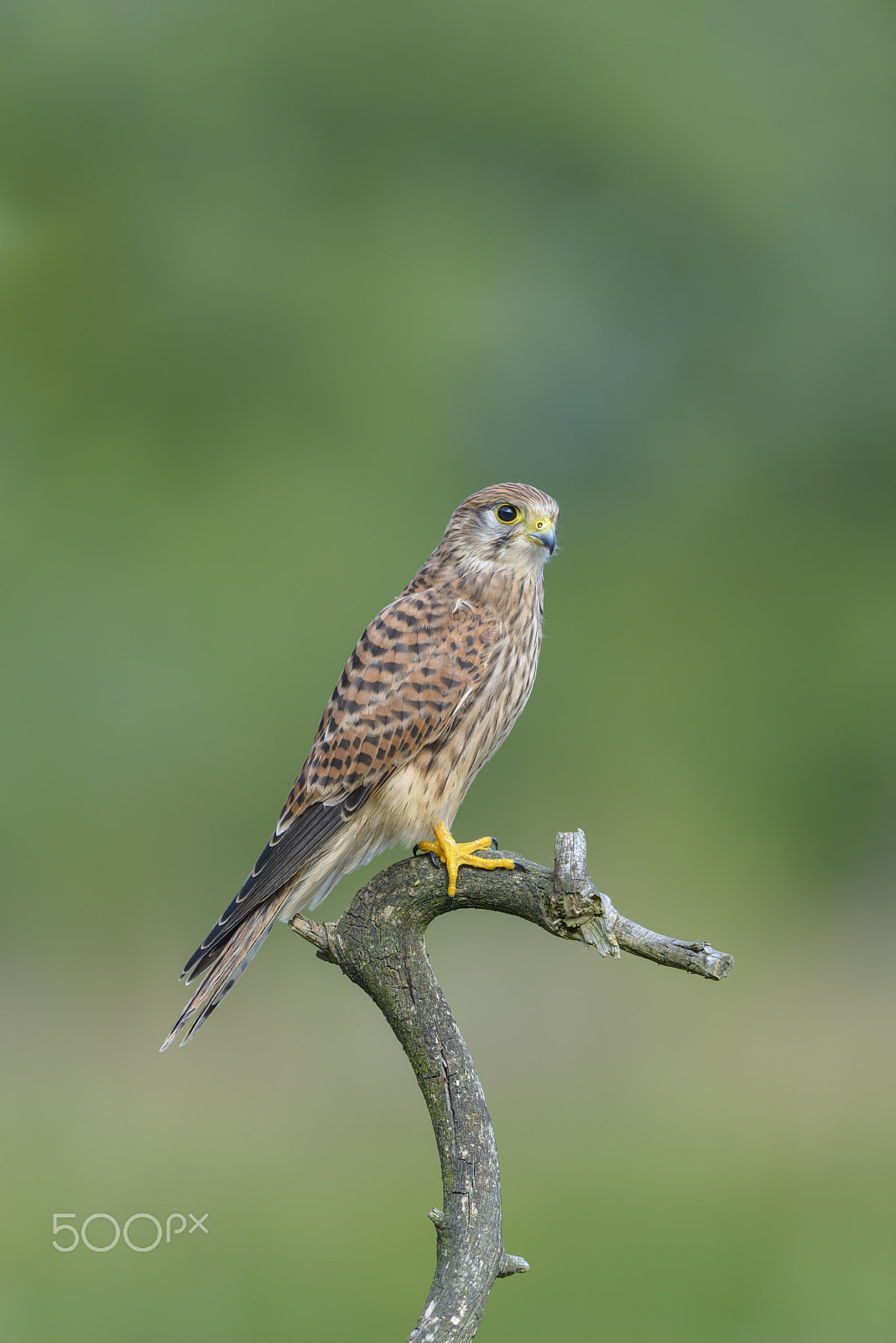 Nikon D800E + Nikon AF-S Nikkor 500mm F4G ED VR sample photo. Turmfalke, falco tinnunculus, common kestrel photography