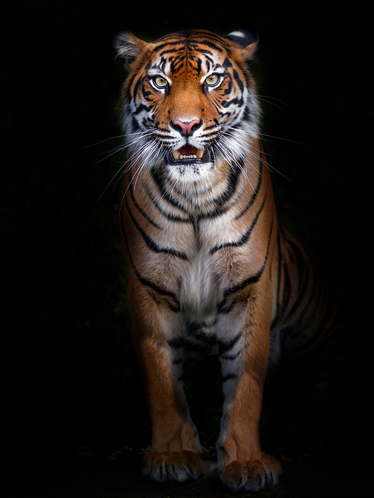 Nikon D610 + Nikon AF-S Nikkor 300mm F4D ED-IF sample photo. I'm tiger photography