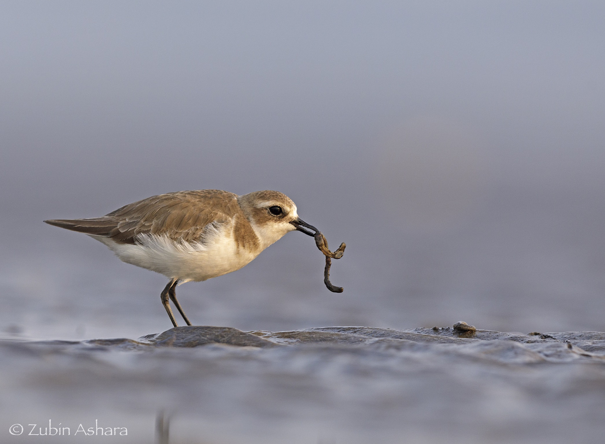 Canon EOS 5D Mark IV + Canon EF 600mm F4L IS II USM sample photo. Lesser sand plover photography
