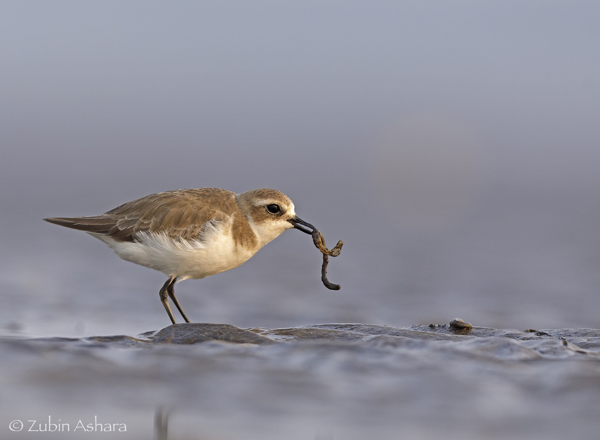 Canon EF 600mm F4L IS II USM sample photo. Lesser sand plover photography