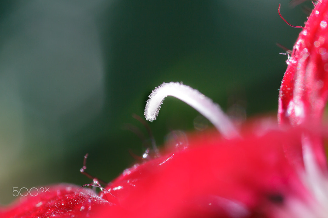 Canon MP-E 65mm F2.5 1-5x Macro Photo sample photo. Dream of dianthus photography