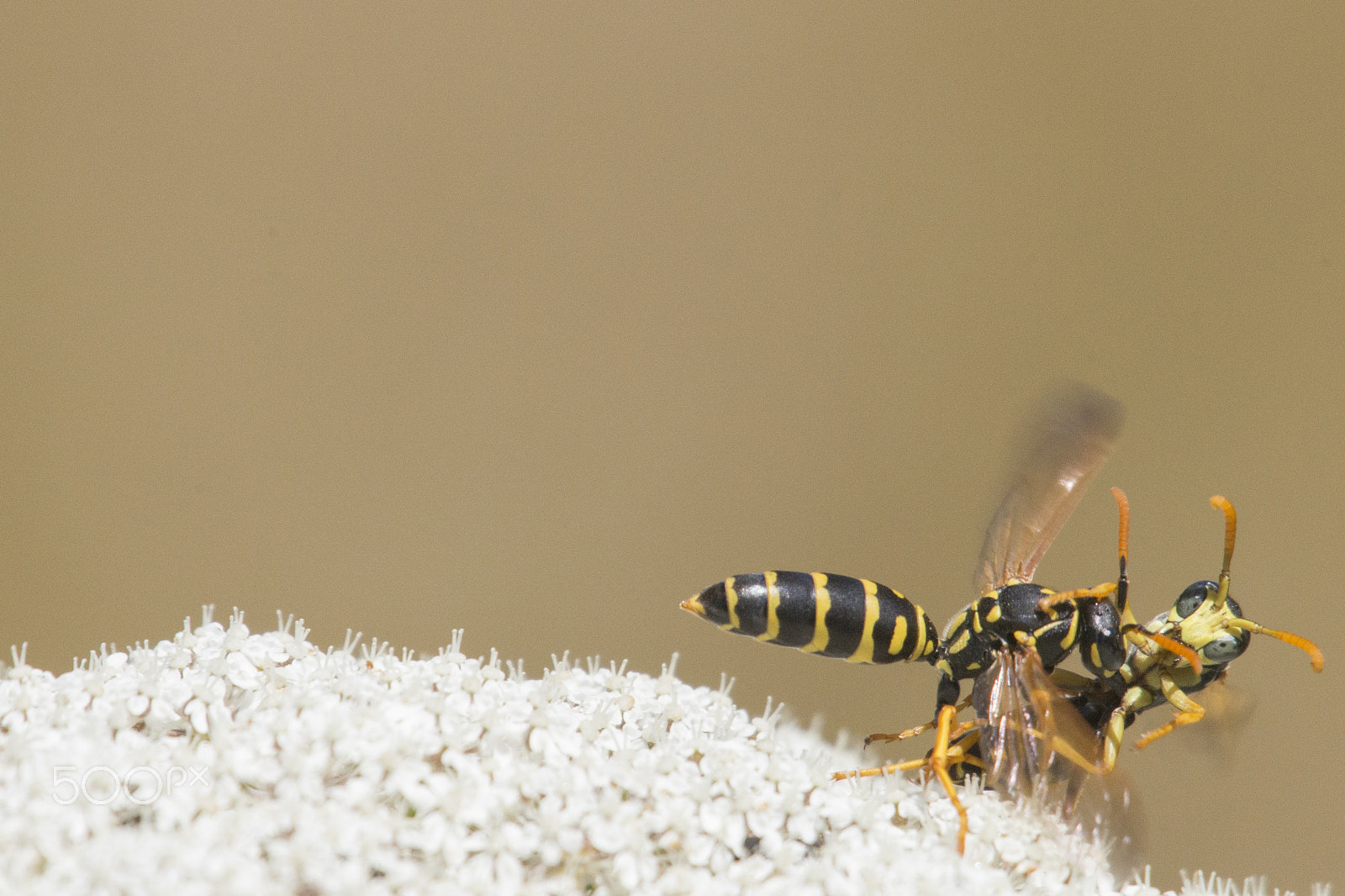 Sony 70-400mm F4-5.6 G SSM II sample photo. Lucha territorial photography