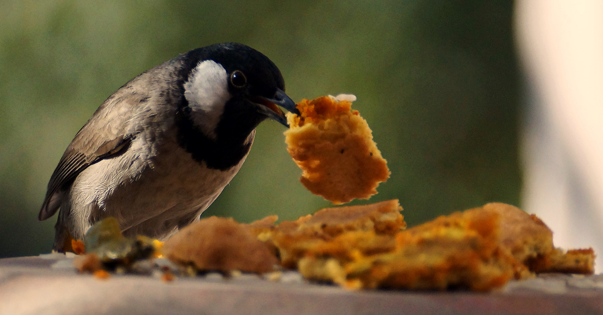Sony SLT-A57 sample photo. Food is my best friend! photography