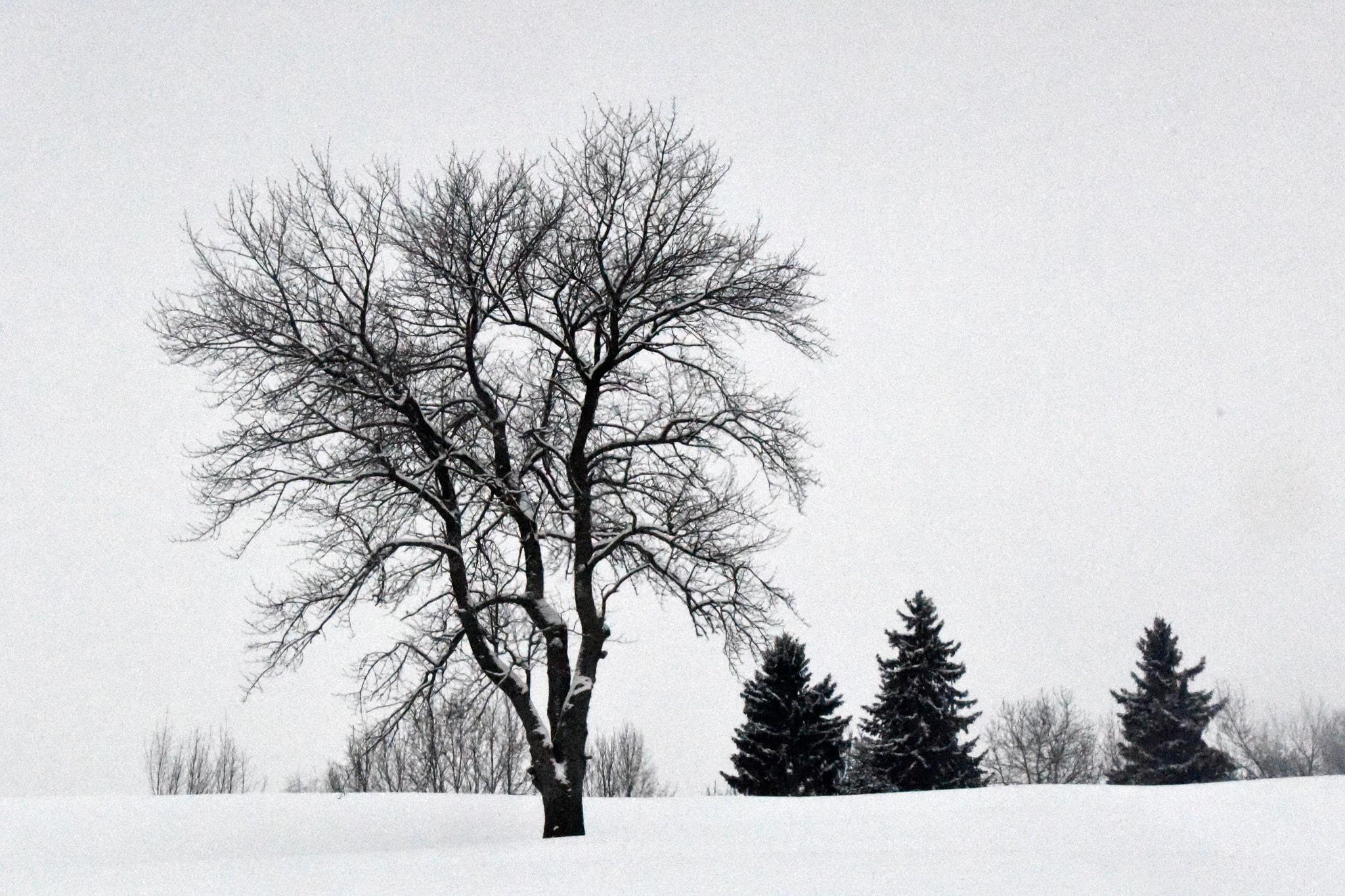 Nikon D810 sample photo. "treeparade" photography