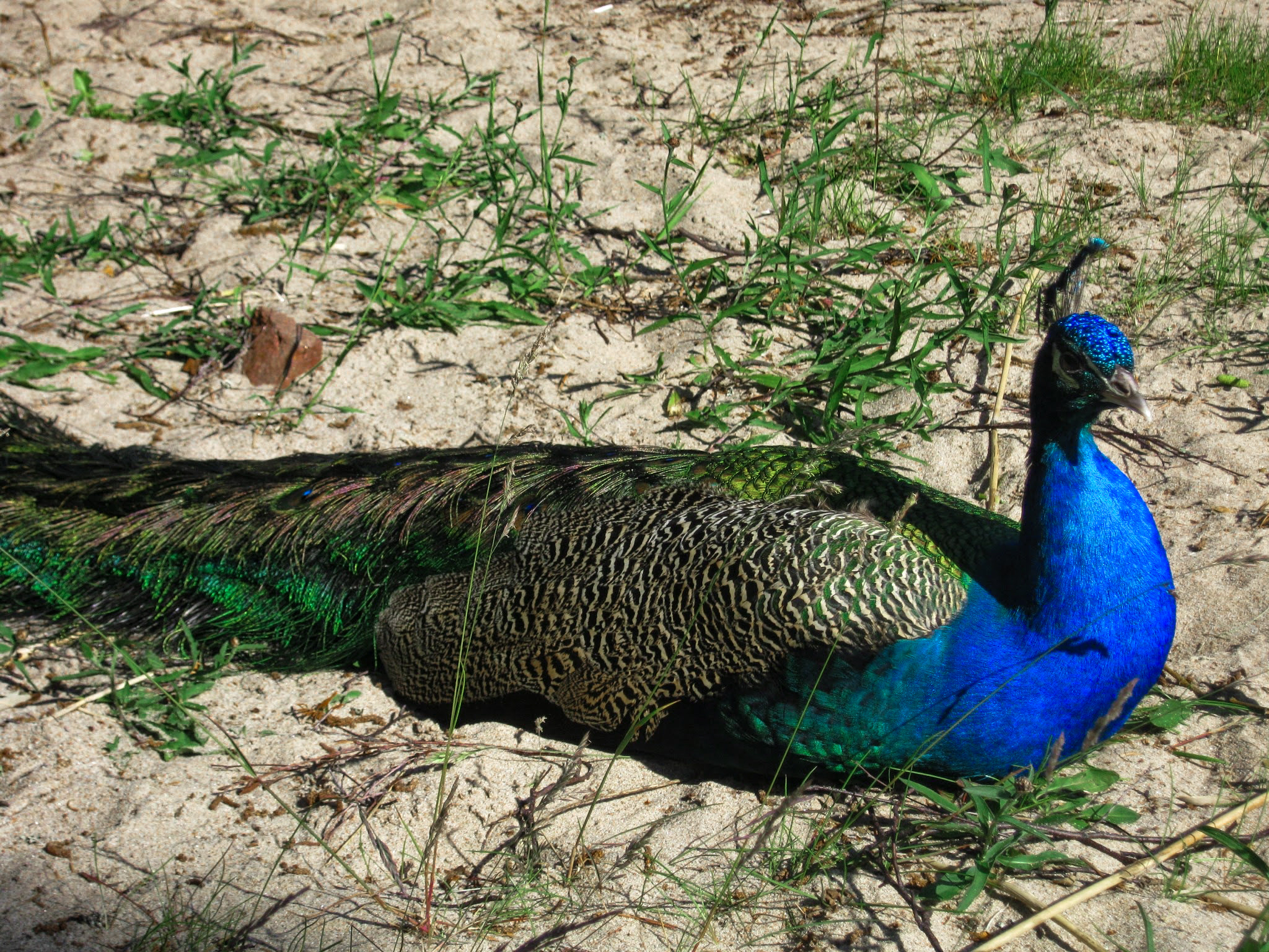 Canon PowerShot A480 sample photo. Peacock photography