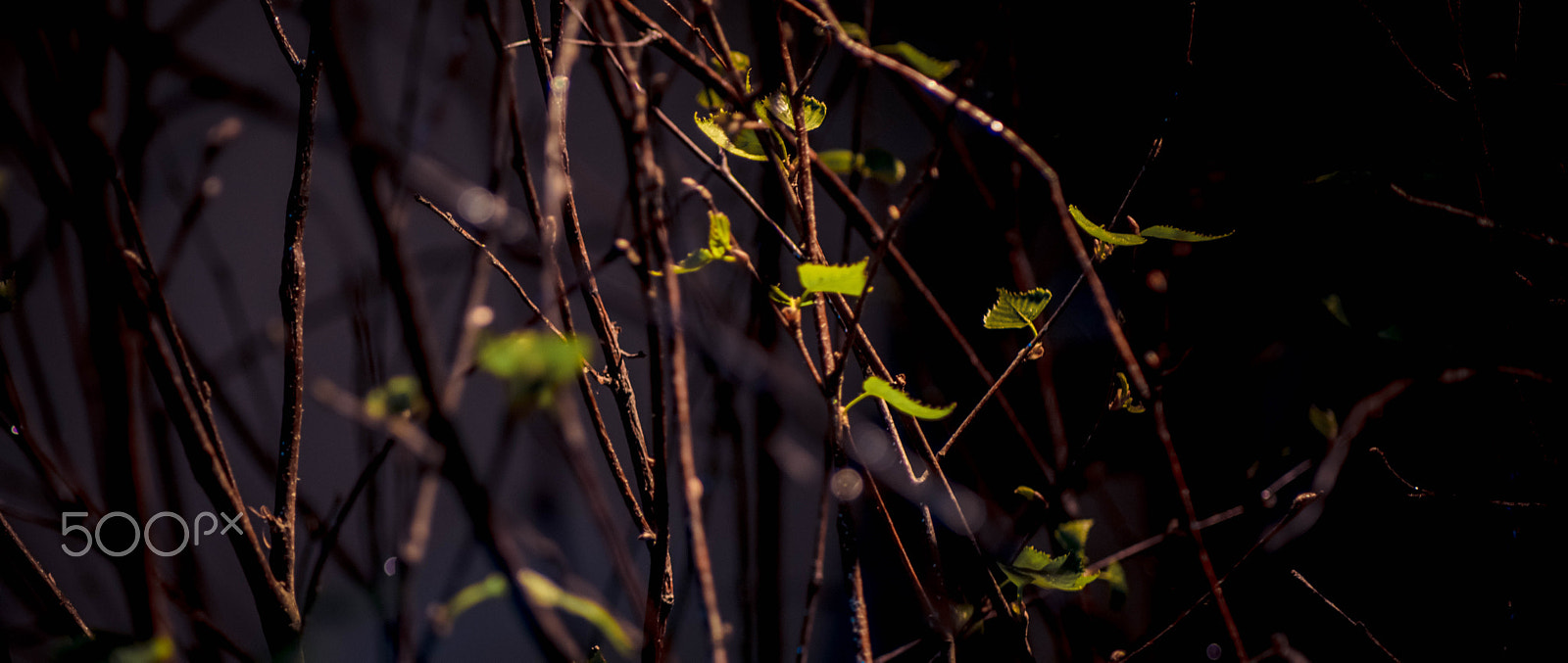 Nikon D800 sample photo