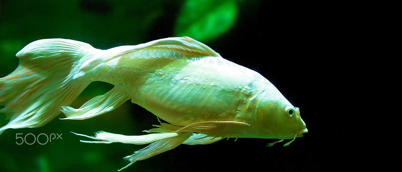 Sigma 50-100mm F1.8 DC HSM Art sample photo. Koi fish photography