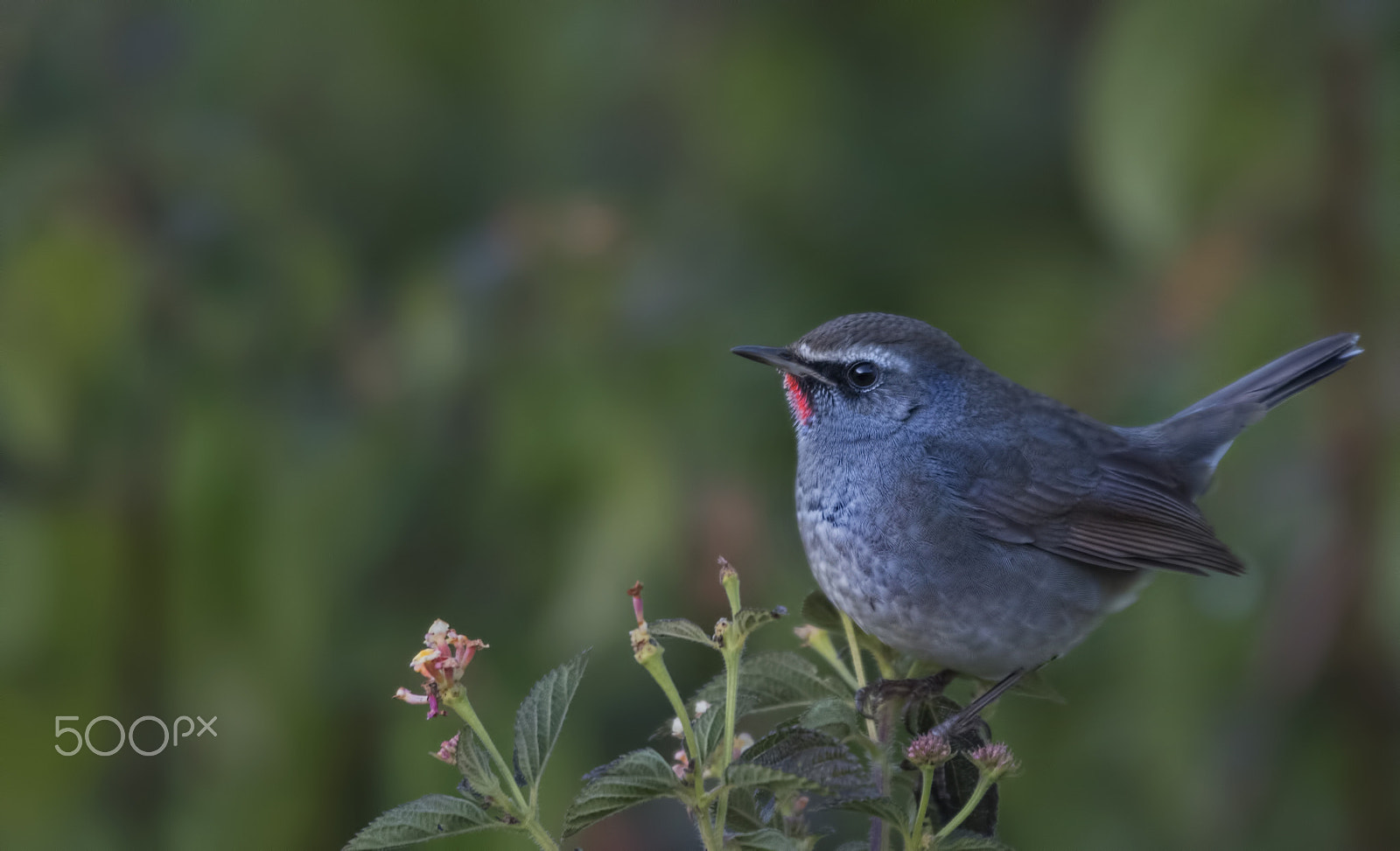 Nikon D750 sample photo. Siberian rubythroat photography